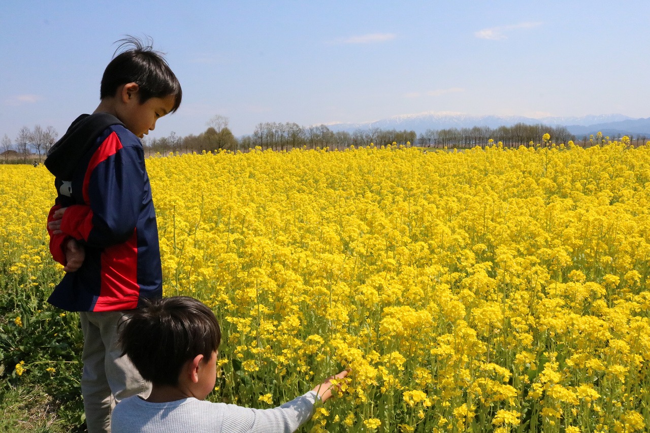 春の風物詩 菜の花見ごろ迎える 新潟市北区福島潟 ｊａグループ新潟