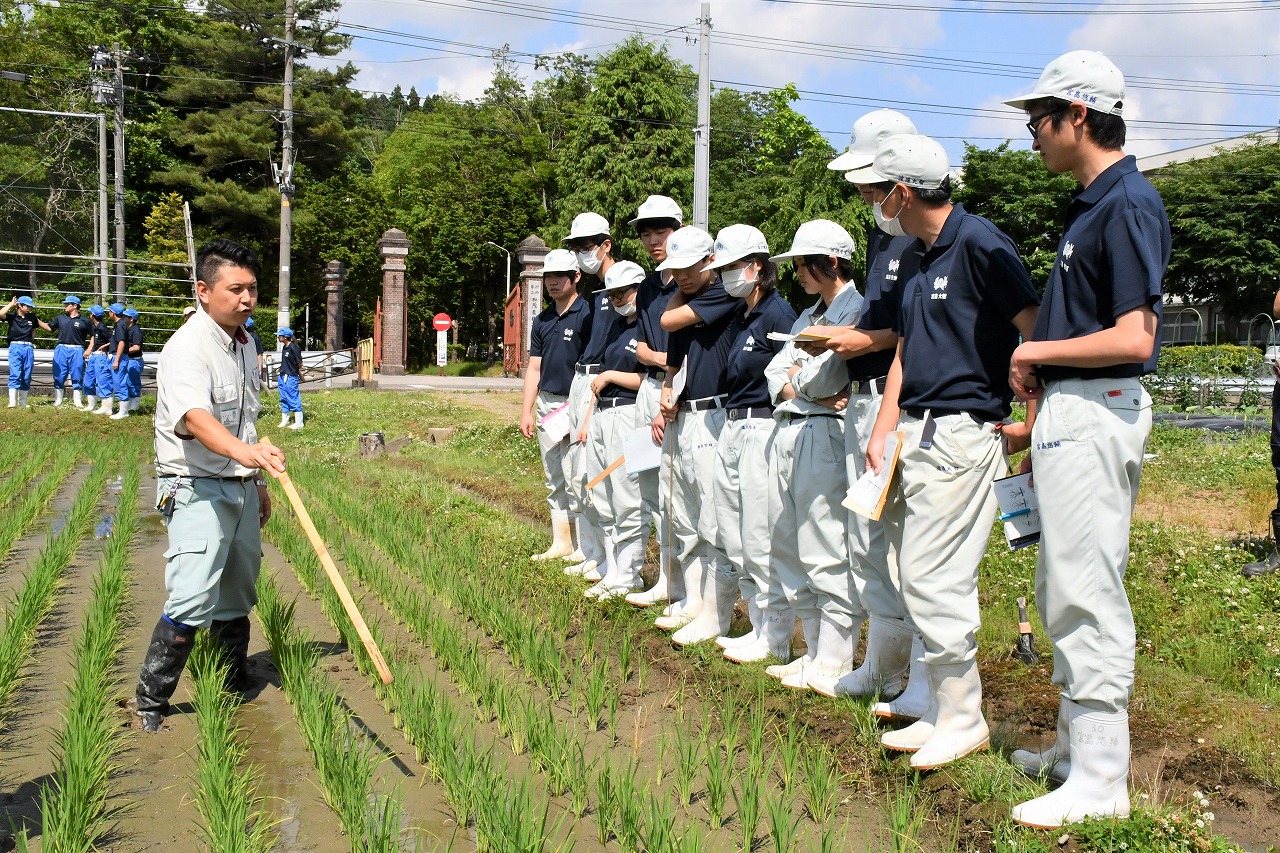 加茂農林高校でコシヒカリの生育調査 ｊａ営農指導員が技術指導 ｊａにいがた南蒲 ｊａグループ新潟