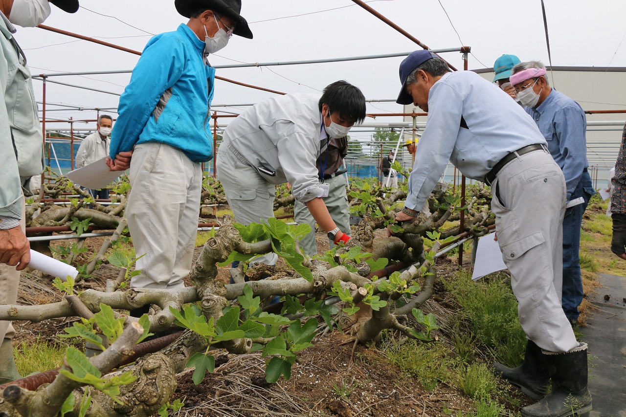 ｊａ越後中央ブランドイチジク 越の雫 栽培指導会 適正管理で品質向上 ｊａグループ新潟